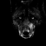 A black and white image of a wolf's face, centered against a completely dark background. The wolf's intense eyes are strikingly bright, and its fur is detailed in various shades of gray. The overall mood is mysterious and captivating.