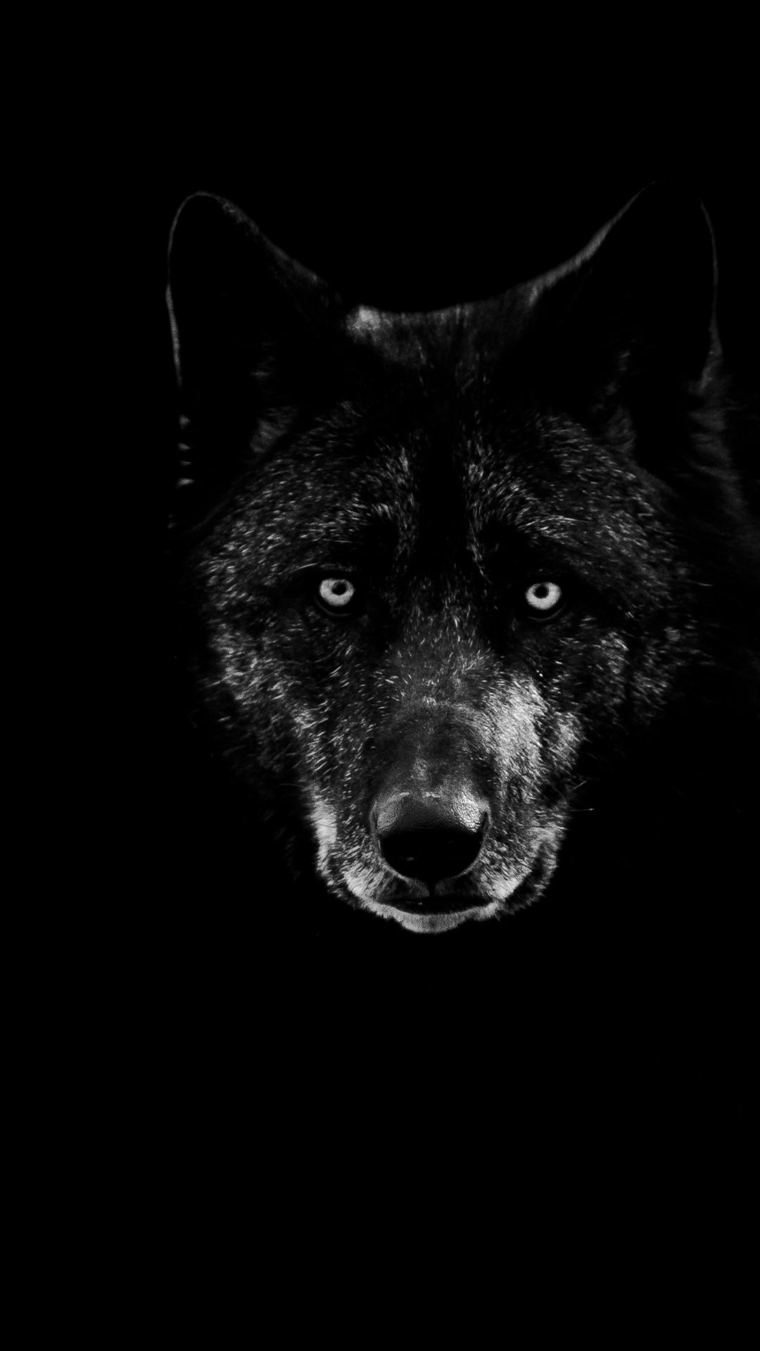 A black and white image of a wolf's face, centered against a completely dark background. The wolf's intense eyes are strikingly bright, and its fur is detailed in various shades of gray. The overall mood is mysterious and captivating.