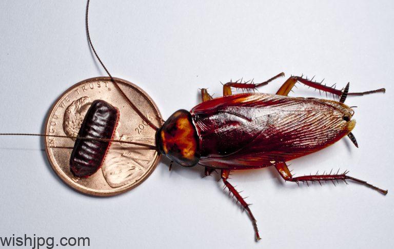 How do cockroaches move between rooms without being seen? How do cockroaches move between rooms without being seen?